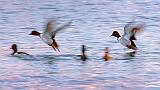 Ring-necked Ducks Taking Flight_28771